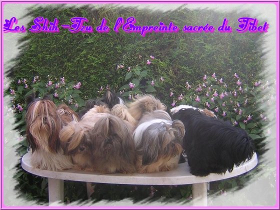 rencontre shih tzu